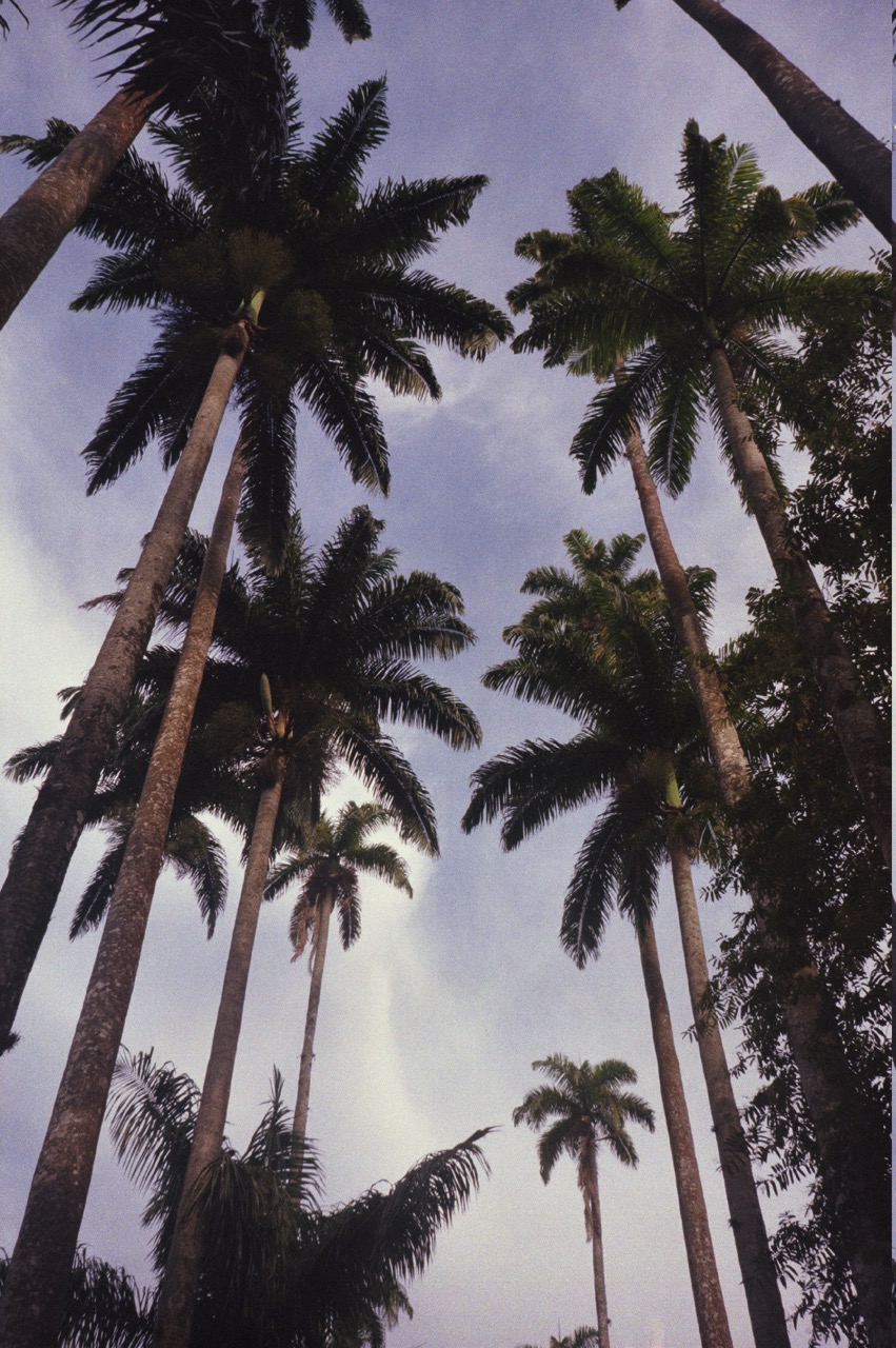 Palms